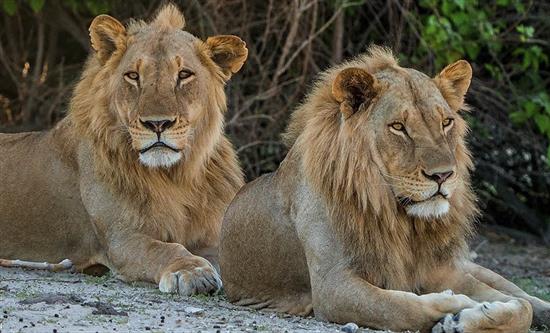 Blue Ant Media Renews Successful Content Partnership with Sky